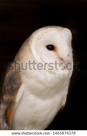 Close up of a barn owl (tyto alba) with a black background