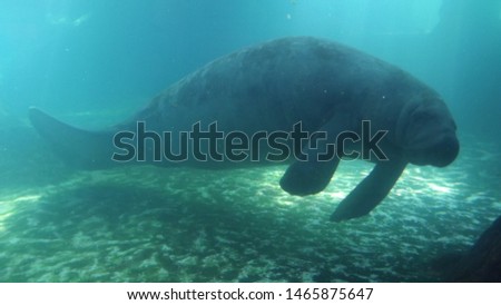 Manatee looking right under water