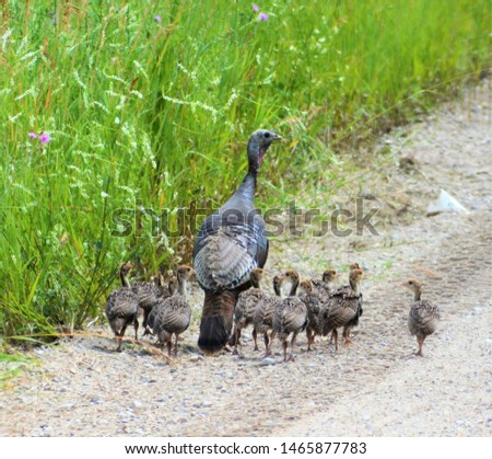 A baby turkey is called a poult. The baby turkey hatches from a tan and brown speckled egg that has been incubated by the mother turkey for approximately one month.   Royalty-Free Stock Photo #1465877783