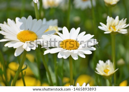 Leucanthemum vulgare, commonly known as the ox-eye daisy, oxeye daisy, dog daisy and other common names, is a widespread flowering plant Royalty-Free Stock Photo #1465893893