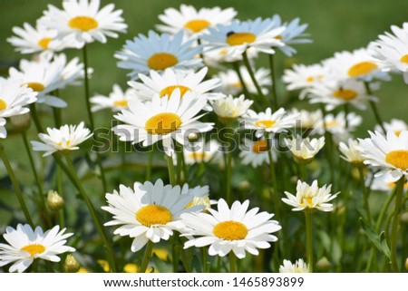 Leucanthemum vulgare, commonly known as the ox-eye daisy, oxeye daisy, dog daisy and other common names, is a widespread flowering plant Royalty-Free Stock Photo #1465893899