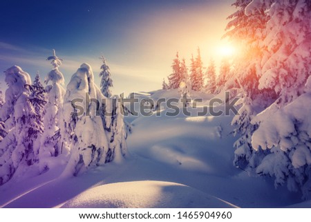 Amazing athmospheric Landscape. winter scenery at sunset. instagram filter. postcard. Snow covered tree under sunlight. Sunlight sparkling in the snow. instagram filter. winter nature background.
