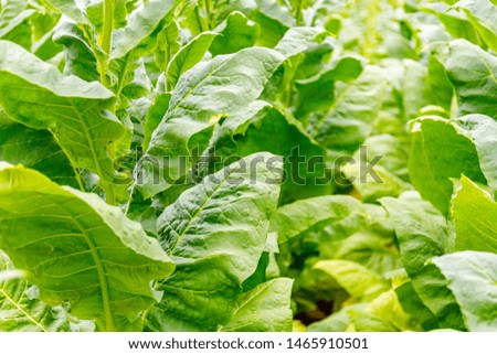 Tobacco plantation background, summer farm  