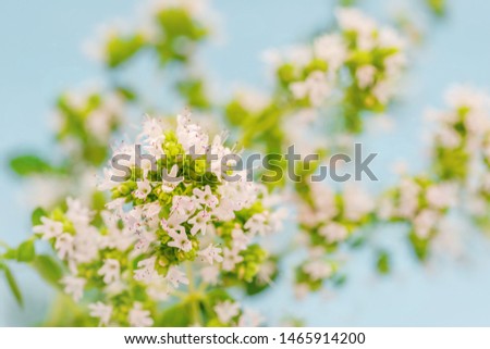 Oregano white blossom in summer garden ,  close up macro. Marjoram wild flowers, closeup