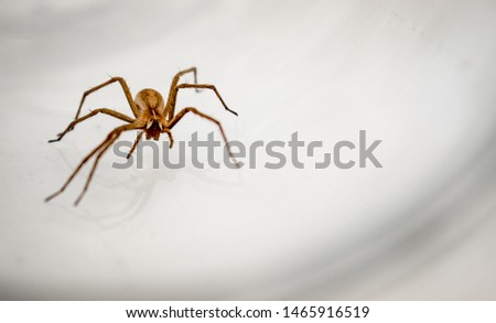 Giant house spider (Eratigena atrica) frontal view of an arachnid with long hairy legs isolated on white background Royalty-Free Stock Photo #1465916519