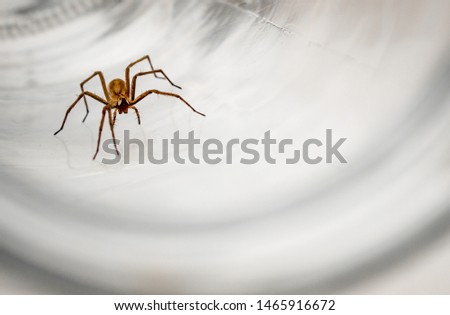 Giant house spider (Eratigena atrica) frontal view of an arachnid with long hairy legs isolated on white background Royalty-Free Stock Photo #1465916672