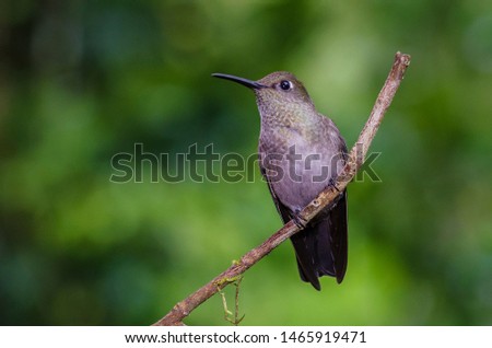 Sombre Hummingbird perched on a branch