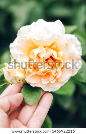 A female hand touches a large orange flower of a wobbling rose of the Sahara variety. 