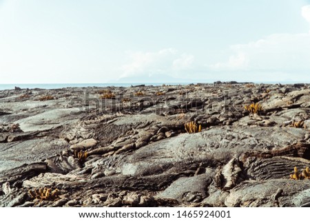 Beautiful view of CACTUS plants growing between lava rock formations. Nature shot. with ocean sea background. Galapagos islands. Green and orange colour landscape. Copyspace