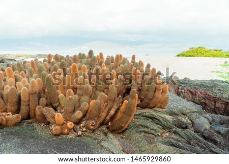 Beautiful view of CACTUS plants growing between lava rock formations. Nature shot. with ocean sea background. Galapagos islands. Green and orange colour landscape. Copyspace