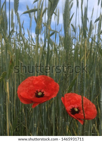 Red poppy flowers in a green wheat field during June in southern Germany