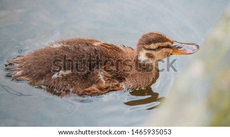 Duck / duck floating in water