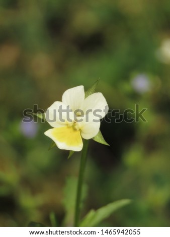 flower of field pansy, Viola arvensis,