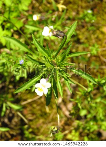 flower of field pansy, Viola arvensis,