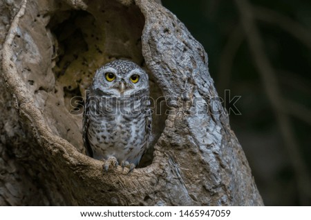 Spotted owlet Standing on the edge of the cavity in nature.