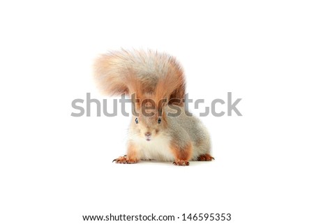 grey  squirrel on a white background