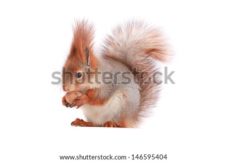squirrel holds a walnut on a white background