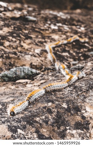 Caterpillars forming a chain on the rocks
