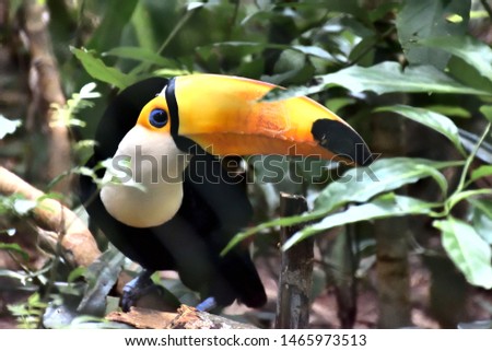 TOUCAN BIRD, IGUAZÚ NATIONAL PARK, MISIONES, ARGENTINA