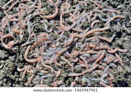 A close up of the heap of earthworms.