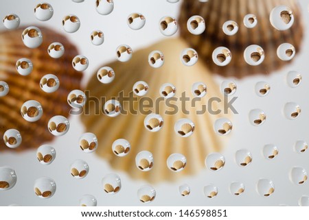 water drops picturing three sea shells  