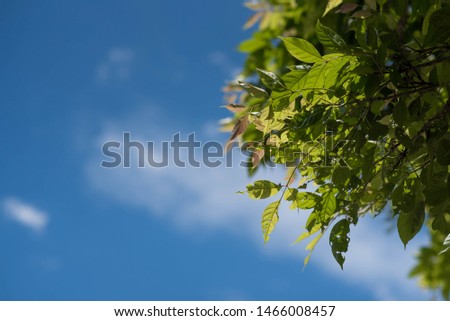 Fresh and green leaves with blue clouds sky, Natural backgrounds.