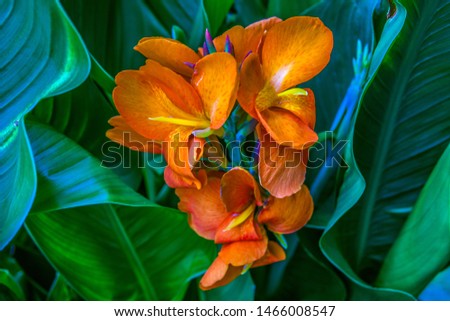 Orange Flowering Plant with Large Green Leaf Background. Photo by Ted Webb. Using limited space to spice up your environment outdoors and indoors. Plants are good for air quality and are calming.