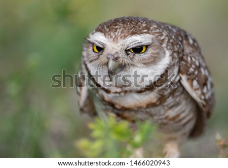 Burrowing Owl in Cape Coral Florida 