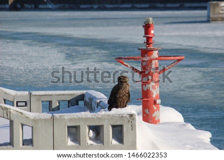 Winter seaside scenery with an Steller's sea eagle in Okhotsk Mombetsu, Hokkaido, Japan