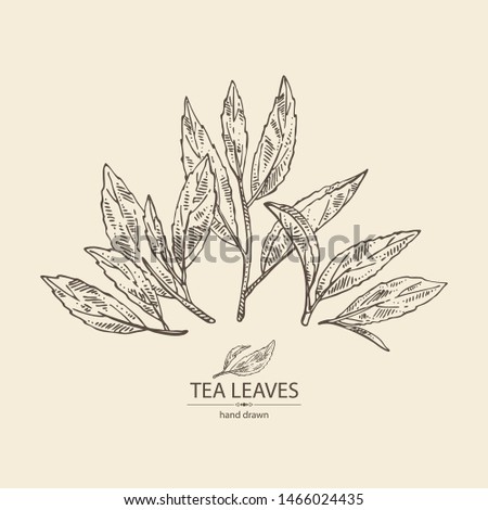 Background with tea: branch and tea leaves. Green tea. Vector hand drawn illustration. 