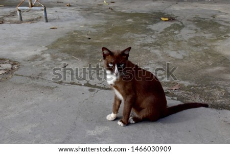 Dark brown cats sitting on the concrete floor. Look straight ahead to take pictures.