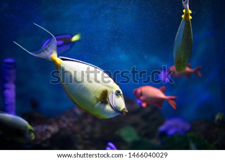 pictures of the sea animals