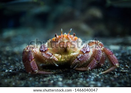 pictures of the sea animals