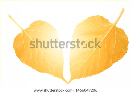 Golden mulberry leaves on a white background