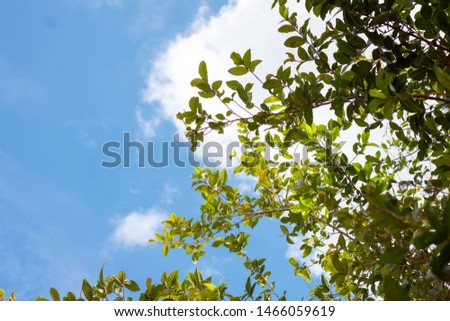 Fresh green leaf under clear sky background.