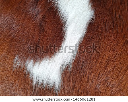 Cow fur (skin) background or texture. White and brown spots.