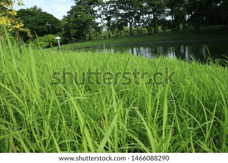 Views of green grass and ponds in the park