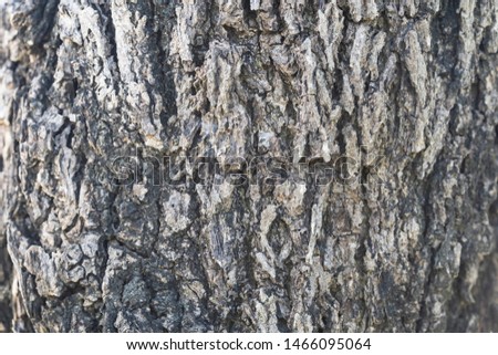 close-up the bark of tree.