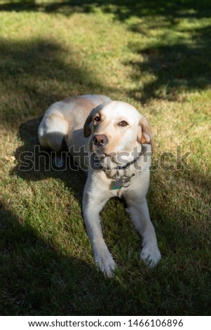 Yellow Labrador Retriever laying on a grass lawn 