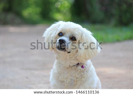 Cliseup picture of a white poodle dog sitting on the ground looking forward to the owner with begging eyes in lovely and adorable action.