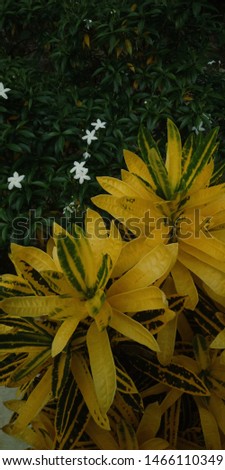 A beautiful picture of white flowers and yellow leaves