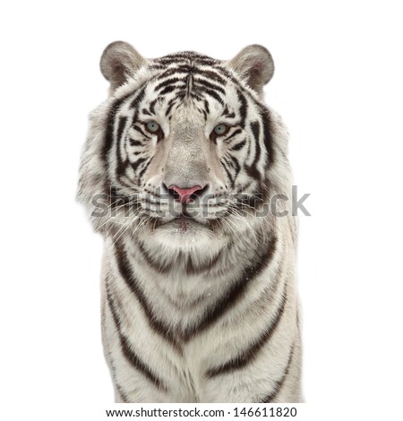 Eye to eye with a snowy white bengal tiger, isolated on white background. 