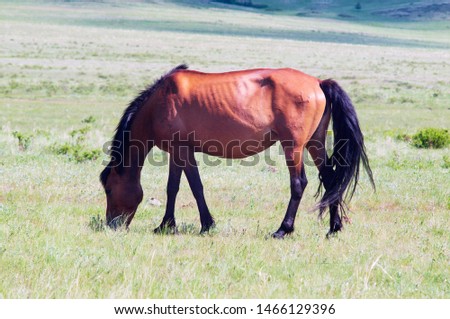 Beautiful brown horse is grazing