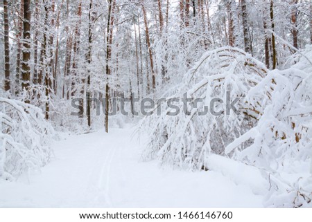 Winter landscape, ski track through fairy pine forest covered by fresh white fluffy snow.
