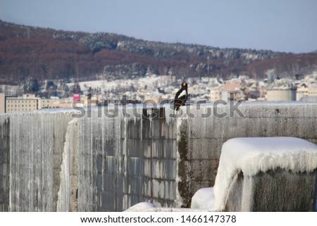 Winter seaside scenery with an Steller's sea eagle in Okhotsk Mombetsu, Hokkaido, Japan