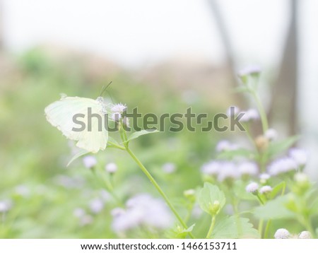 Butterflies are eating sweet flowers Blurred background