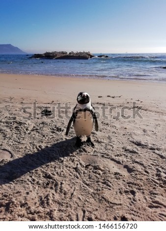 Penguin in the beach. The summer season. Holiday destination. Cape Town, South Africa. 