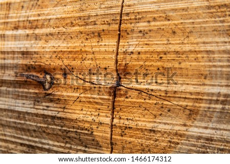 wooden texture in the forest macro