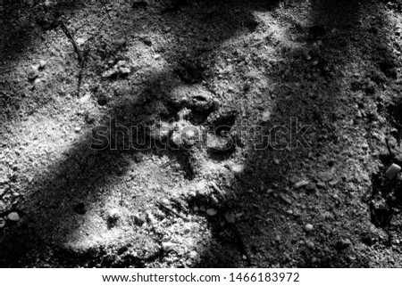 Animal footprint in the sand. Wildlife conservation concept image. 