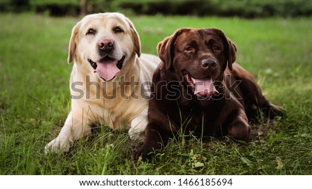 Cute Labrador Retriever dogs on green grass in summer park Royalty-Free Stock Photo #1466185694
